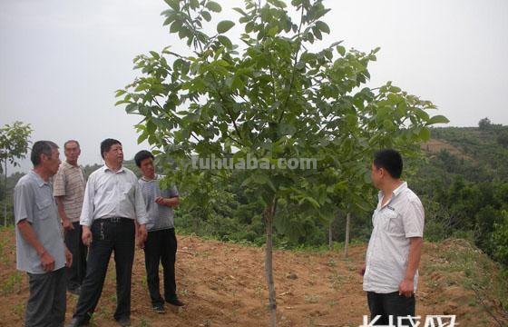 席爷爷怎么画多简笔画 简笔画课堂:锄地的老爷爷?