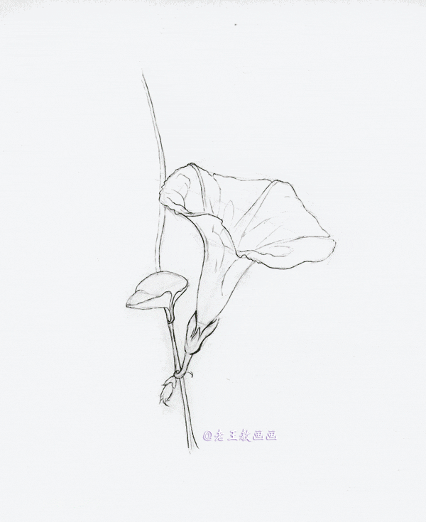 零基础也能画彩铅，教你画牵牛花