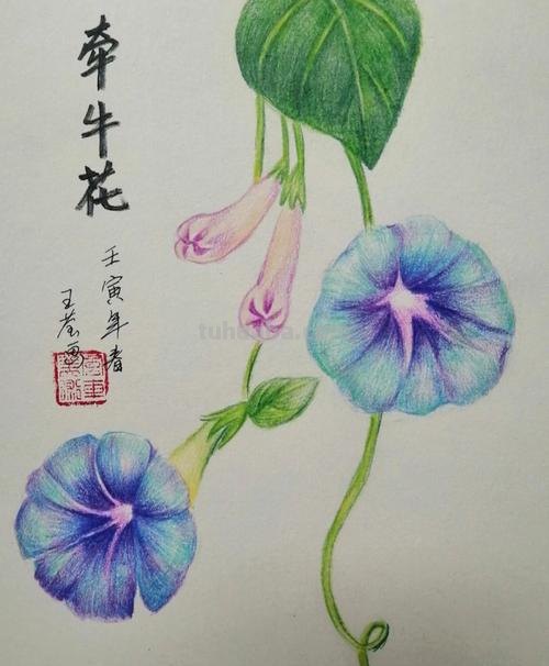 零基础也能画彩铅,教你画牵牛花