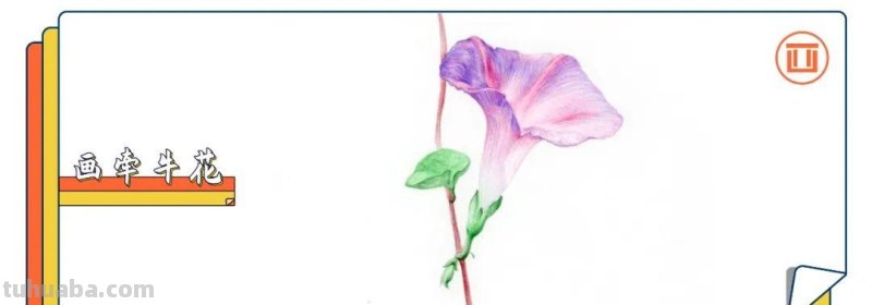零基础也能画彩铅，教你画牵牛花