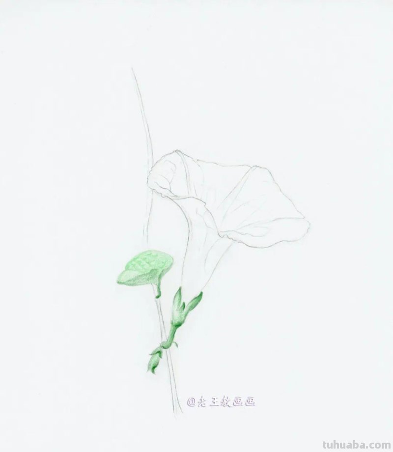 零基础也能画彩铅，教你画牵牛花