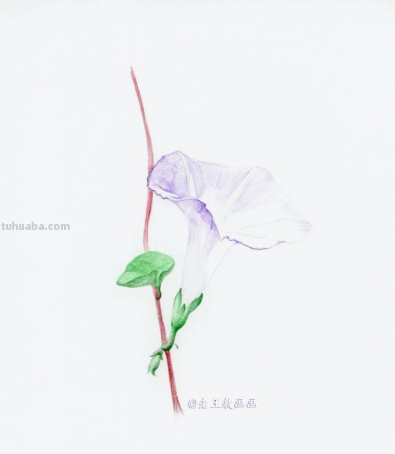 零基础也能画彩铅，教你画牵牛花