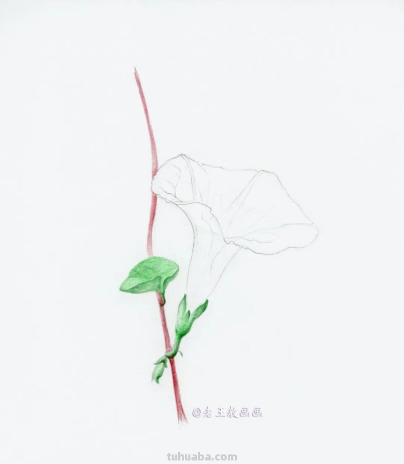 零基础也能画彩铅，教你画牵牛花
