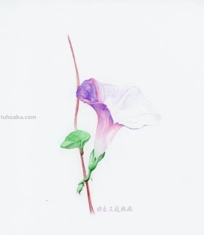 零基础也能画彩铅，教你画牵牛花