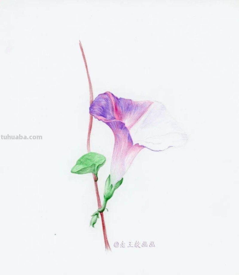 零基础也能画彩铅，教你画牵牛花
