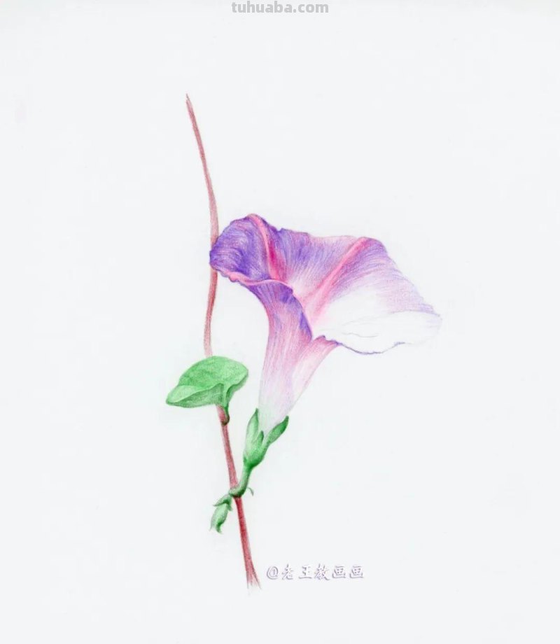 零基础也能画彩铅，教你画牵牛花