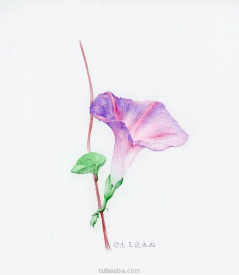 零基础也能画彩铅，教你画牵牛花