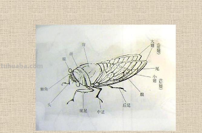 详细图解蝉的画法
