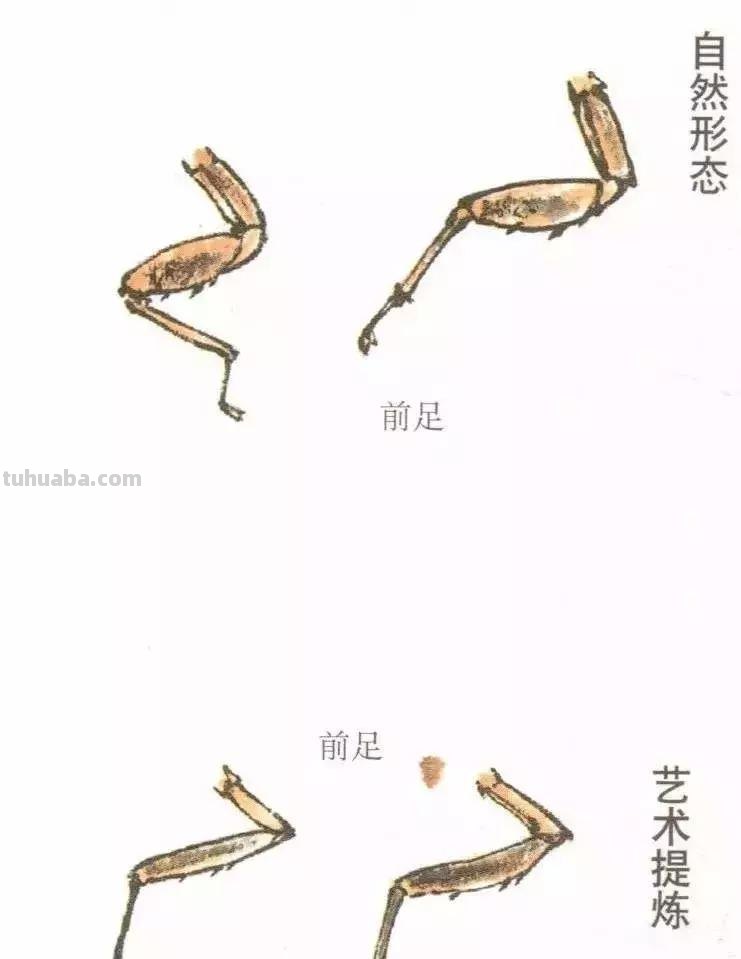 详细图解蝉的画法