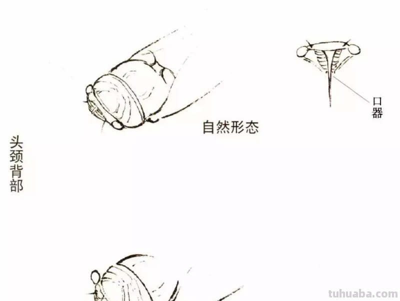 详细图解蝉的画法