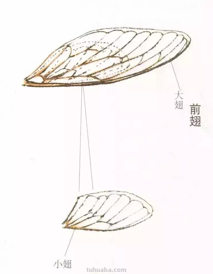 详细图解蝉的画法
