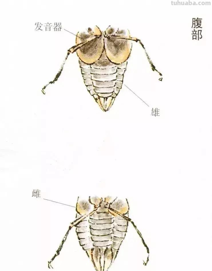 详细图解蝉的画法