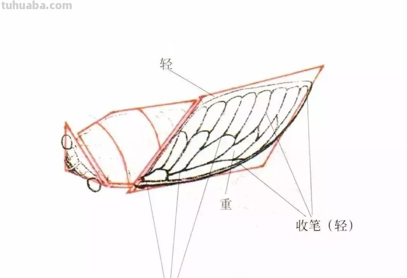 详细图解蝉的画法