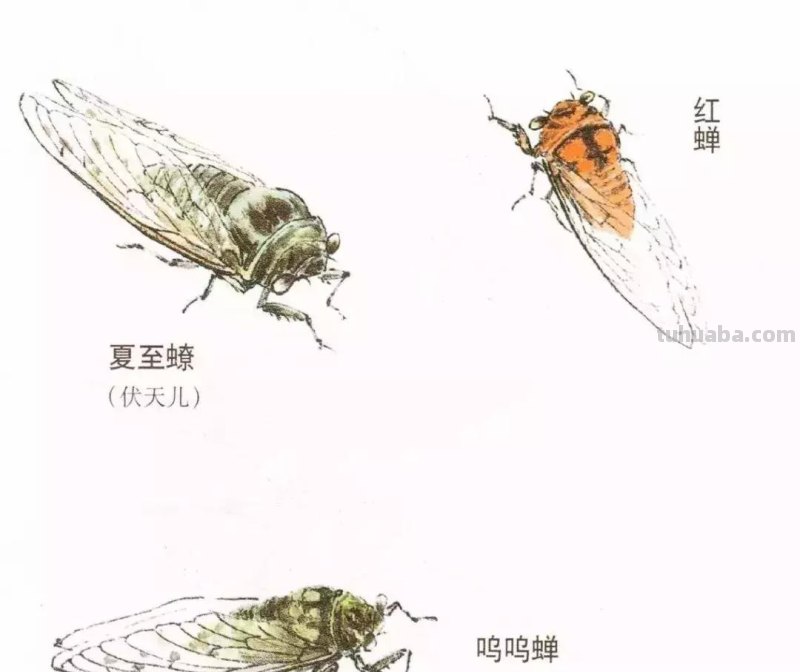 详细图解蝉的画法