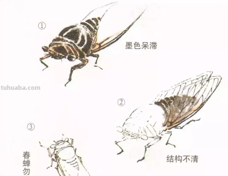 详细图解蝉的画法