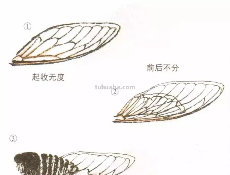 详细图解蝉的画法