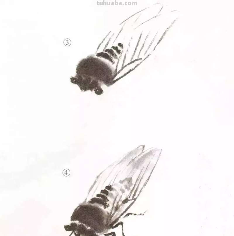 详细图解蝉的画法