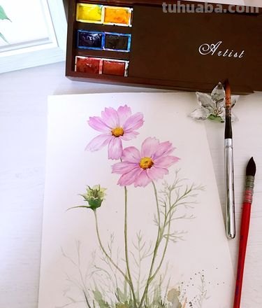波斯菊水彩手绘 波斯菊水彩手绘图片大全