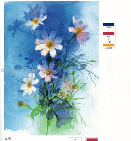 波斯菊水彩手绘 波斯菊水彩手绘图片大全