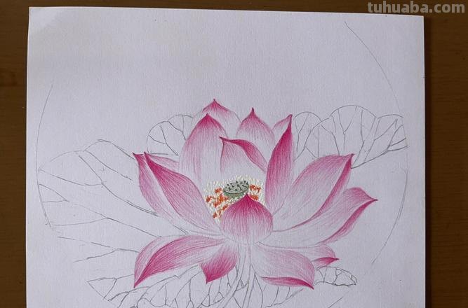 简笔彩铅荷花怎么画 荷花彩铅绘画步骤过程?