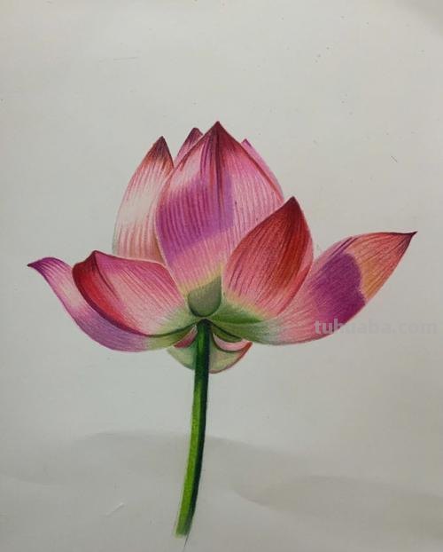 简笔彩铅荷花怎么画 荷花彩铅绘画步骤过程?