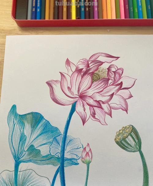 简笔彩铅荷花怎么画 荷花彩铅绘画步骤过程?