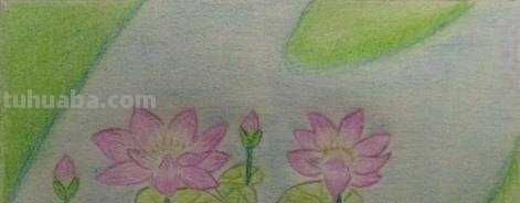 简笔彩铅荷花怎么画 荷花彩铅绘画步骤过程？
