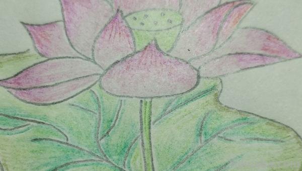 简笔彩铅荷花怎么画 荷花彩铅绘画步骤过程？