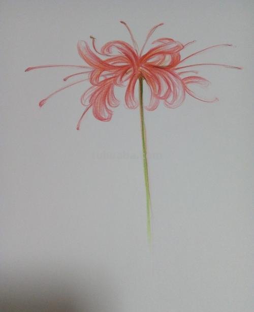 手绘简单彼岸花画法 手绘简单彼岸花画法图片