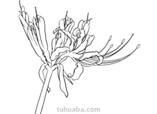 彼岸花的简笔画怎么画?