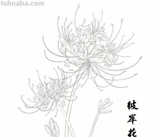 手绘简单彼岸花画法 手绘简单彼岸花画法图片