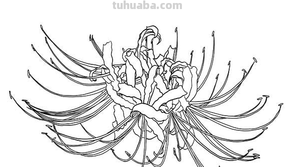 彼岸花的简笔画怎么画?