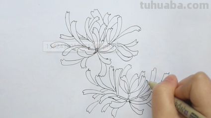 彼岸花手绘怎么画