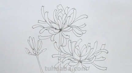 彼岸花手绘怎么画
