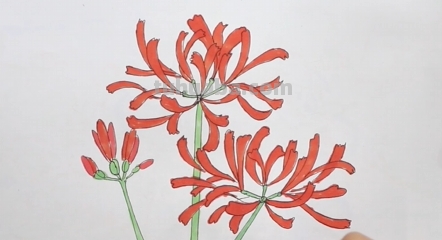 彼岸花手绘怎么画