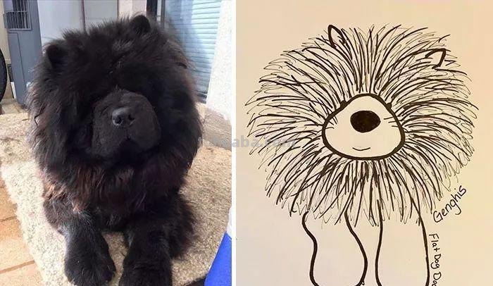 灵魂画师再度上线，继续教你画宠物简笔画
