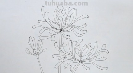 彼岸花手绘怎么画
