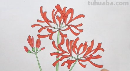 彼岸花手绘怎么画