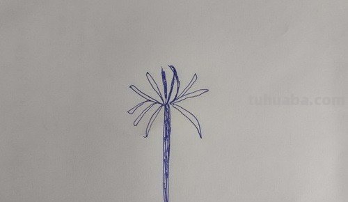 彼岸花怎么画简笔画