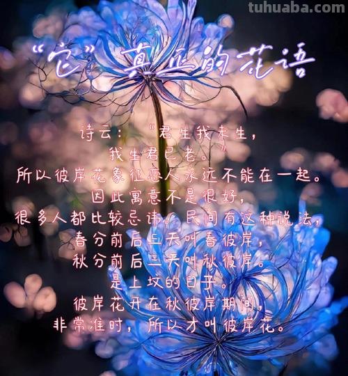 彼岸花 彼岸花的寓意和花语