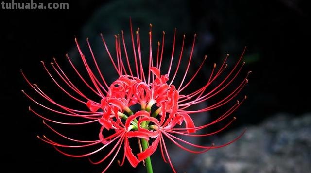 彼岸花 彼岸花的寓意和花语