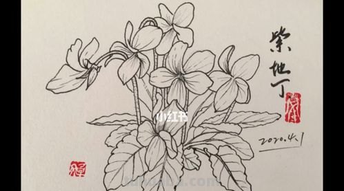 地丁草速写 丁钱草长什么样子?