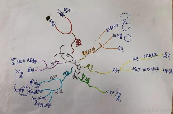 宝玉年谱思维导图怎么画 思维导图上面可以画什么?