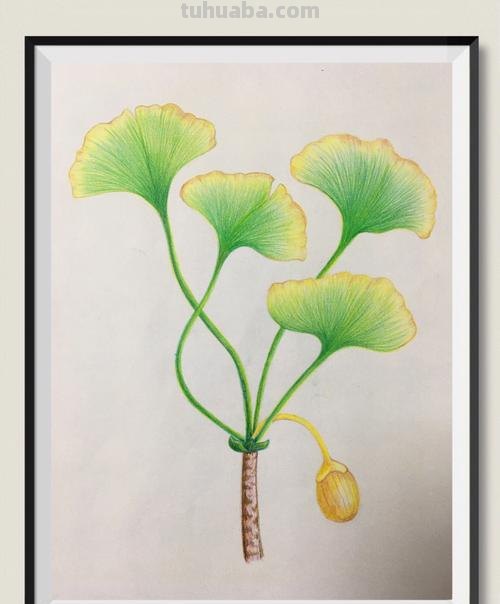 银杏怎么用彩铅画的 银杏树图片绘画?