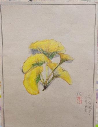 银杏怎么用彩铅画的 银杏树图片绘画?