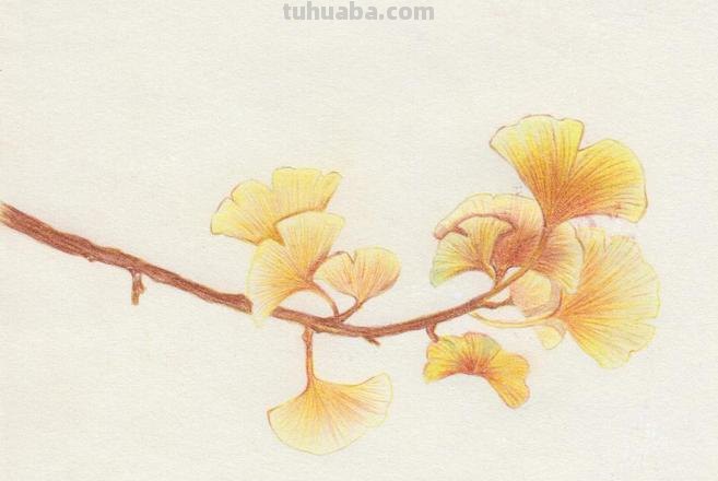 银杏怎么用彩铅画的 银杏树图片绘画?