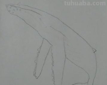怎么彩铅画星空鲸鱼教程 怎样用彩铅画出星空？