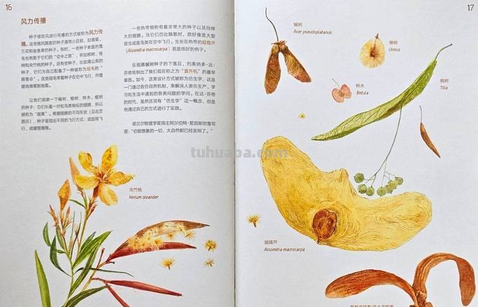 食虫草速写 植物王国里有无穷的奥妙。请选择一两种植物,仔细观察,认真研究,然后把你的发现、你的研究成果写下来?