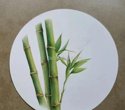 竹子怎么画彩铅视频教学 一步一步教你画竹子?