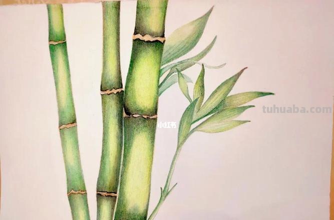 竹子怎么画彩铅视频教学 一步一步教你画竹子?
